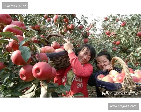 高地红石榴种植与养护全攻略 如何打造丰盈果实的种植环境与管理技巧 高地红石榴种植与养护全攻略 如何打造丰盈果实的种植环境与管理技巧